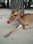 sika.jpg